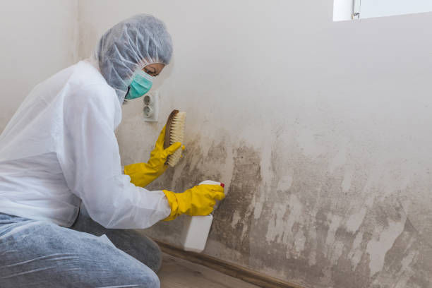 Best Industrial Mold Remediation  in Brackenridge, PA