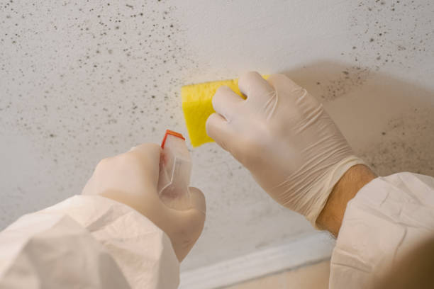 Best Basement Mold Removal  in Brackenridge, PA